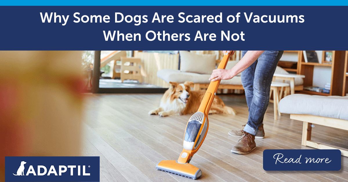 Why Some Dogs Are Scared Of Vacuums When Others Are Not